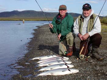 Pete and Boyd with a nice batch of Togiak River Silver Bucks. All Fly caught in the Tidal Portion of the Togiak River.
